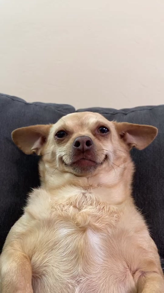 Gracie is the Coolest Chihuahua and TikTok's Favorite Pet