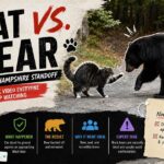 Cat vs bear TikTok video: a New Hampshire cat stands its ground against a black bear in a viral clip with 14 million views