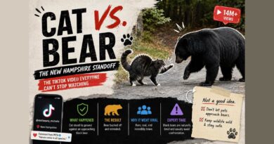 Cat vs bear TikTok video: a New Hampshire cat stands its ground against a black bear in a viral clip with 14 million views
