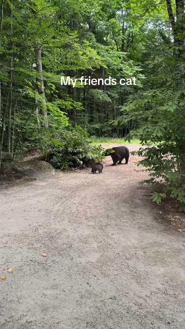 Still from the cat vs bear TikTok video showing the cat facing the black bear on the New Hampshire driveway