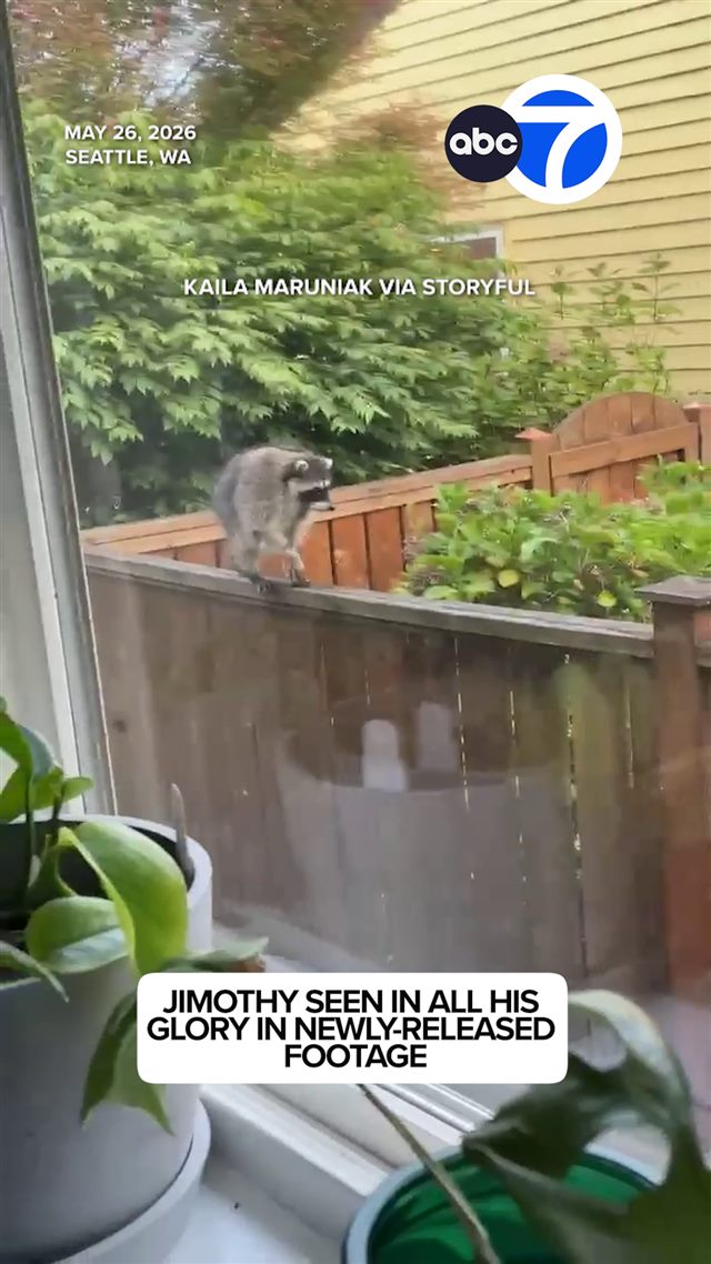 Jimothy the raccoon walking along a backyard fence in Seattle in footage from May 2026, before he went viral