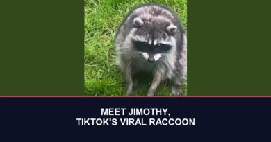 Jimothy the raccoon, TikTok viral star, in a Seattle yard