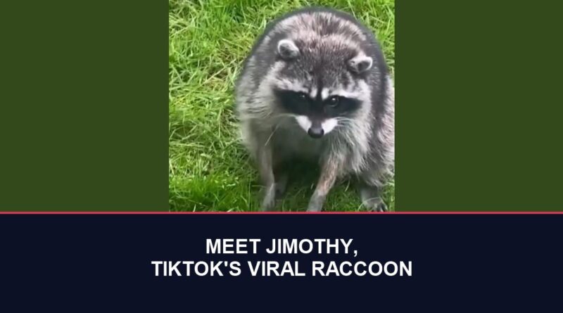 Jimothy the raccoon, TikTok viral star, in a Seattle yard