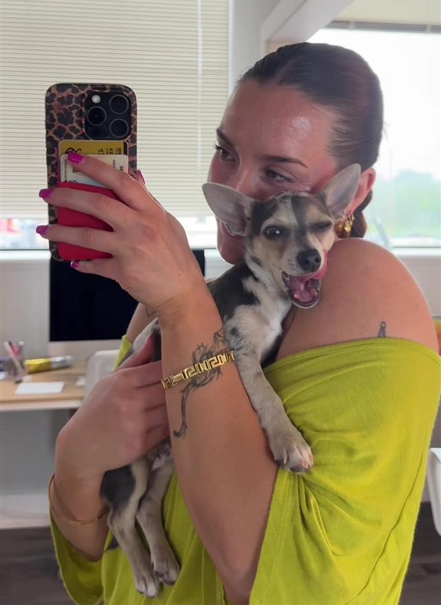A chihuahua puppy described as a velcro dog nuzzles into its owner's neck while she takes a mirror selfie