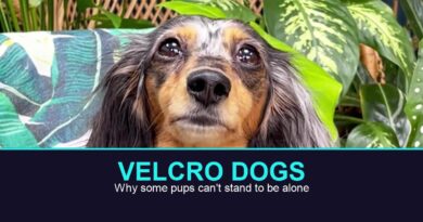 velcro dog TikTok dachshund staring at camera, real oEmbed still from @digitdax