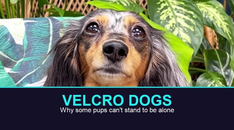 velcro dog TikTok dachshund staring at camera, real oEmbed still from @digitdax