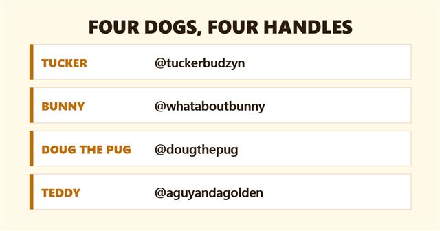 Four famous TikTok dogs: Tucker, Bunny, Doug the Pug and Teddy, with their TikTok handles