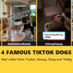 Four famous TikTok dogs: video frames of Tucker, Bunny, Doug the Pug and Teddy with their handles under the words 4 Famous TikTok Dogs