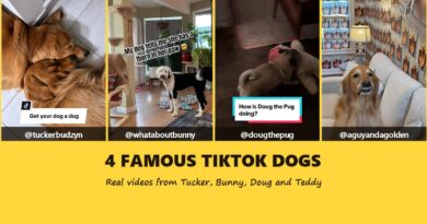 Four famous TikTok dogs: video frames of Tucker, Bunny, Doug the Pug and Teddy with their handles under the words 4 Famous TikTok Dogs