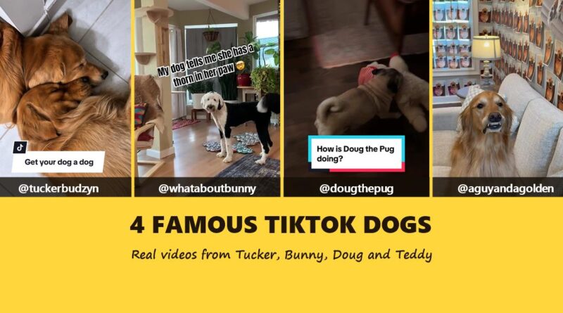 Four famous TikTok dogs: video frames of Tucker, Bunny, Doug the Pug and Teddy with their handles under the words 4 Famous TikTok Dogs